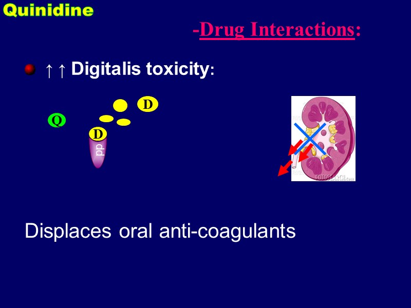 ↑ ↑ Digitalis toxicity: -Drug Interactions:  Quinidine  pp D Q D Displaces